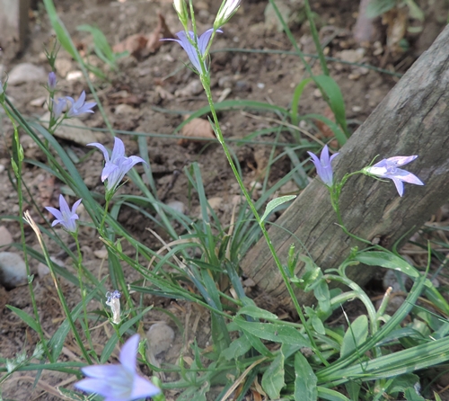 dal mio giardino  - Campanula rapunculus